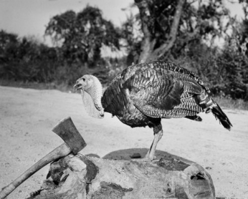 Side profile of a turkey and axe on a tree stump Poster Print - Item # VARSAL255669