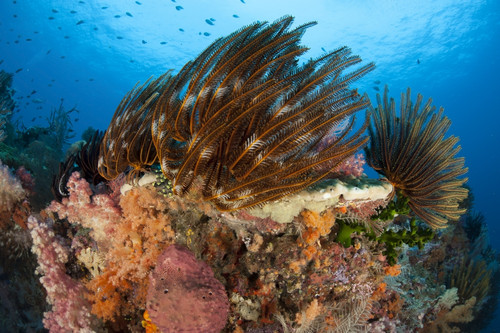 Colorful crinoids and soft corals adorn a reef in Raja Ampat, West Papua, Indonesia Poster Print - Item # VARPSTSJN400515U
