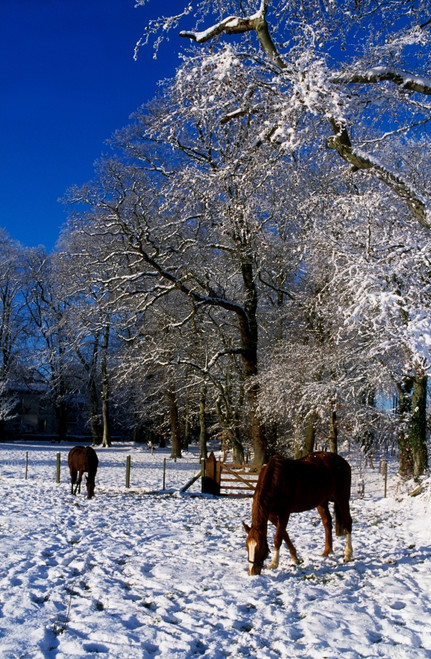 Thoroughbred Horses, Mares In Snow, Ireland PosterPrint - Item # VARDPI1814347