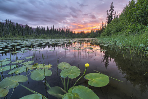 Sunset over an unnamed lake with water lilies along the Yellowhead Highway; British Columbia, Canada PosterPrint - Item # VARDPI12253139