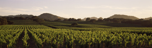 Vineyard with mountains in the background, Alexander Valley, Sonoma County, California, USA Poster Print - Item # VARPPI68748