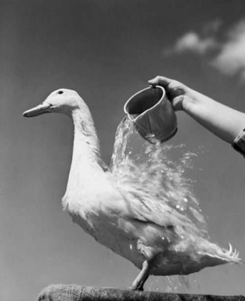 Low angle view of a person's hand pouring water on a duck Poster Print - Item # VARSAL25549846
