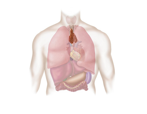 Medical illustration of human respiratory and digestive system Poster Print - Item # VARPSTSTK700234H