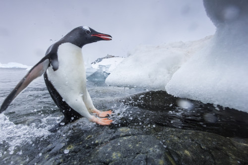 Antarctica, Cuverville Island, Gentoo Penguin (Pygoscelis papua) leaping from water onto shoreline PosterPrint - Item # VARDPI2429452