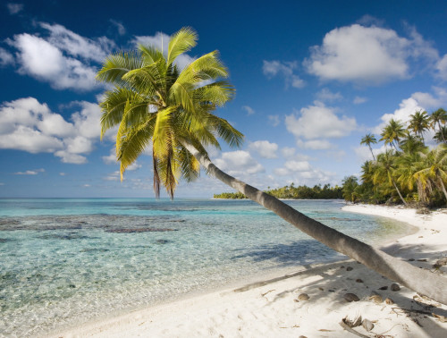 French Polynesia, Tahiti, Tuamotu Islands, Rangiora, Palm Tree On The Beach. PosterPrint - Item # VARDPI1975875