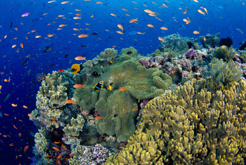 Fiji, Reef Scene With Orange-Fin Anemonefish In Anemone School Lyretail Anthias Amphiprion Chrysopterus (Stichodactyla Mertensii) Pseudanthias Squamipinnis PosterPrint - Item # VARDPI2004360