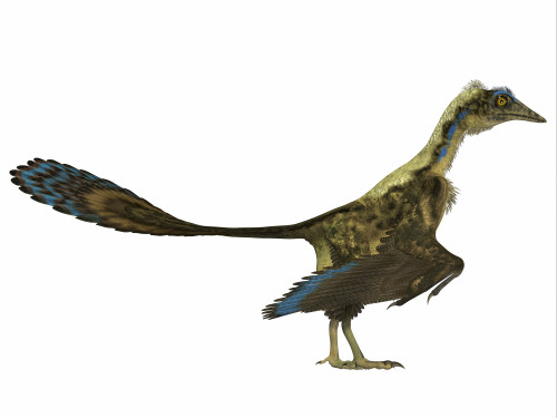 Archaeopteryx is the most primitive known bird that lived during the Jurassic Period of Germany Poster Print - Item # VARPSTCFR200335P