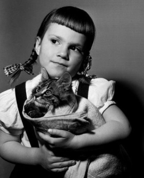 Studio shot of girl holding cat Poster Print - Item # VARSAL25514160A