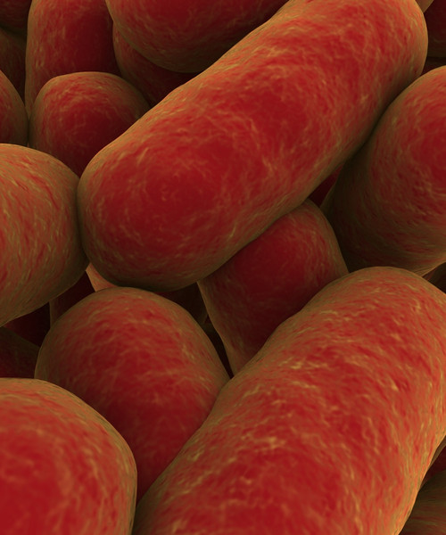 Microscopic view of bacteria Poster Print - Item # VARPSTSTK700853H