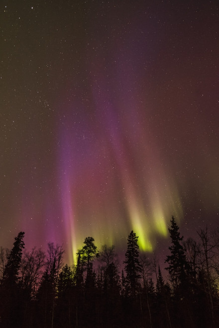 Aurora borealis over trees; Thunder Bay, Ontario, Canada PosterPrint - Item # VARDPI12299939