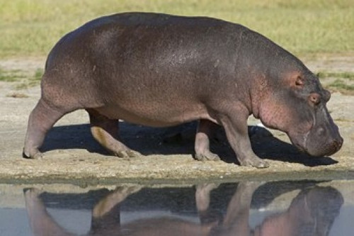 Side profile of a hippopotamus walking  Ngorongoro Crater  Ngorongoro Conservation Area  Tanzania (Hippopotamus amphibius) Poster Print by Panoramic Images (16 x 11) - Item # PPI95738