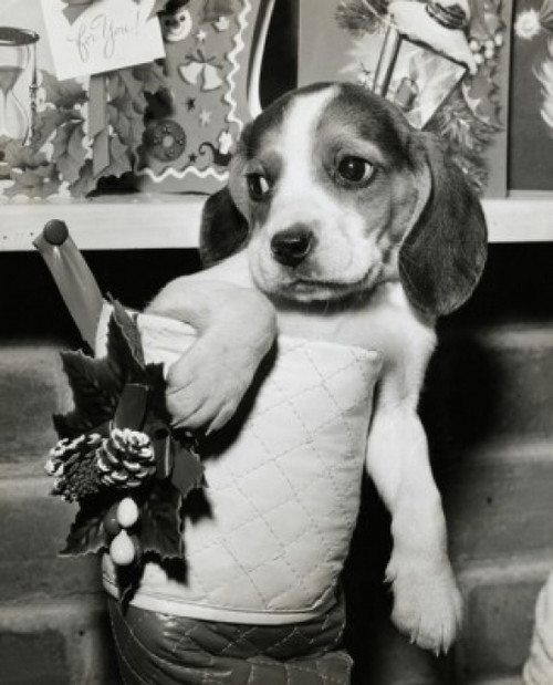 Close-up of a beagle in a Christmas stocking Poster Print - Item # VARSAL25512752