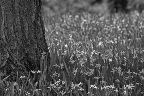 Spring flowers; Waterloo, Quebec, Canada PosterPrint - Item # VARDPI2333755