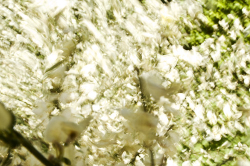 White Flower Blossoms, Blurred Abstract. PosterPrint - Item # VARDPI1975435