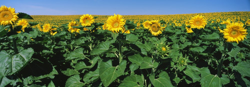 Sunflowers in a field, U.S. Route 83, North Dakota, USA Poster Print - Item # VARPPI152862