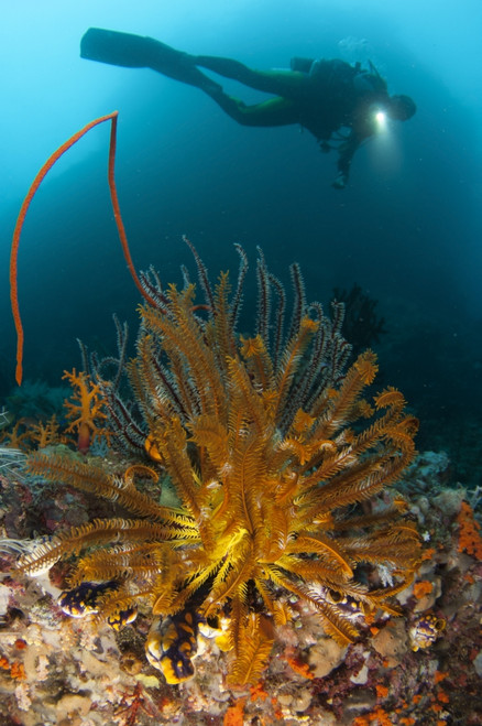 A diver looks on at a group of crinoids, Raja Ampat, West Papua, Indonesia Poster Print