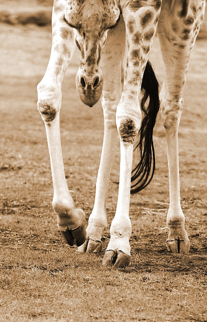 A Young Giraffe PosterPrint - Item # VARDPI1779949