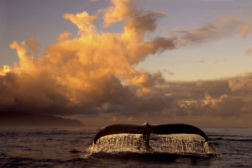 Humpback Whale Tail In Water Southeast Ak Digital Original Summer Scenic Composite PosterPrint - Item # VARDPI2172327