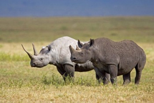 Side profile of two Black rhinoceroses standing in a field  Ngorongoro Crater  Ngorongoro Conservation Area  Tanzania Poster Print by Panoramic Images (16 x 11) - Item # PPI95731