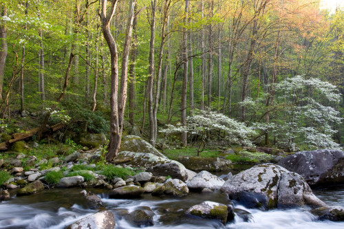 Dogwood trees in spring along Middle Prong, Little River, Tremont, Great Smoky Mountains National Park, Tennessee, USA Poster Print - Item # VARPPI169323
