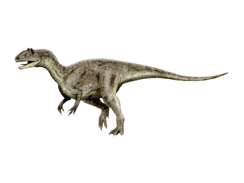 Allosaurus is a theropod dinosaur from the Late Jurassic Period Poster Print - Item # VARPSTNBT600065P