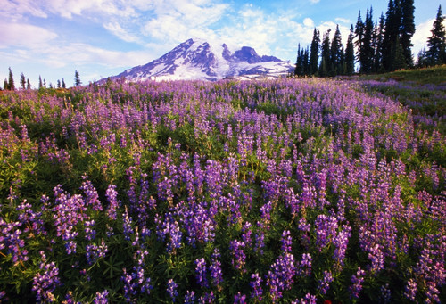 Meadow Of Purple Flowers Blooming, Paradise Park Valley, Mount Rainier National Park PosterPrint - Item # VARDPI1783815