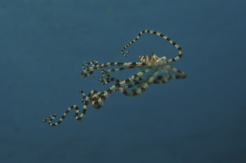 Mimic octopus parachuting down, Lembeh Strait, North Sulawesi, Indonesia Poster Print - Item # VARPSTMME400117U
