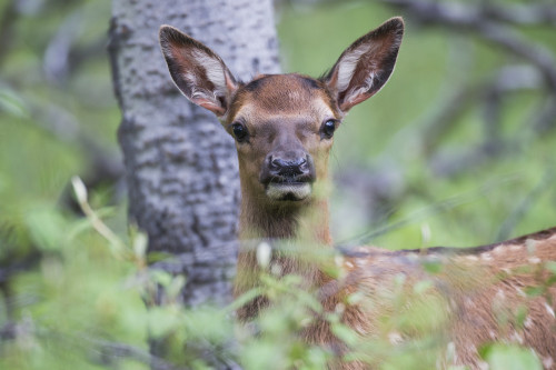 Young elk (Cervus canadensis), Jasper National Park; Alberta, Canada PosterPrint - Item # VARDPI12252392