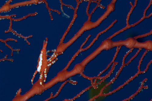 Bright red crab on fan coral, Kimbe Bay, Papua New Guinea Poster Print - Item # VARPSTSJN400069U