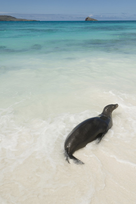A Sea Lion (Otariidae) In The Shallow Water With It's Belly On The White Sand In Gardner Bay; Galapagos, Equador PosterPrint - Item # VARDPI1964358