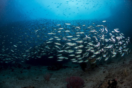 Dense school of silver and blue fusilier fish over sandy bottom, Raja Ampat, West Papua, Indonesia Poster Print - Item # VARPSTMME400547U