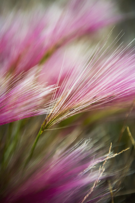 Grass seed heads during short summer period; Greenland PosterPrint - Item # VARDPI2305584