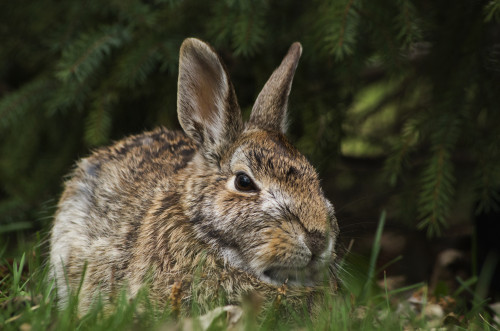 Cottontail rabbit (Sylvilagus floridanus); Les Cedres, Quebec, Canada PosterPrint - Item # VARDPI12304732