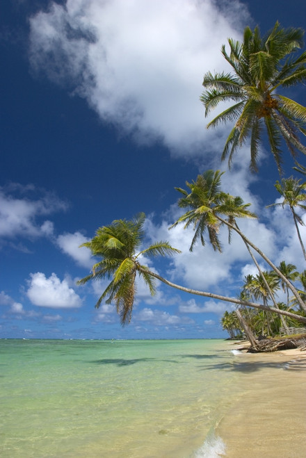 Hawaii, Palm Trees Lean Over Beach, Calm Turquoise Ocean, Dramatic Sky. PosterPrint - Item # VARDPI1996318