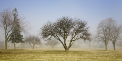 Trees shrouded in mist in springtime; ontario canada PosterPrint