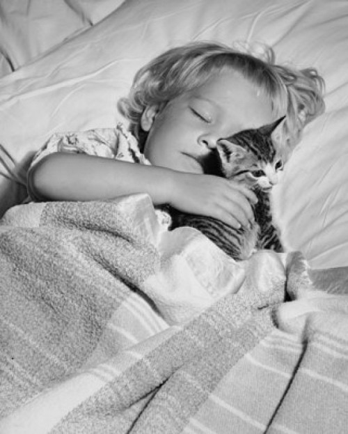 High angle view of a girl sleeping with a kitten Poster Print - Item # VARSAL25514172