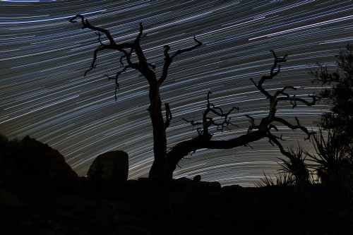 A dead Pinyon pine tree and star trails in the pine city area of Joshua Tree National Park, California Poster Print - Item # VARPSTBRR200039S