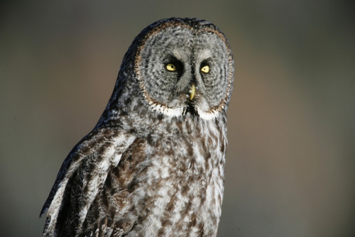 Great Grey Owl, Northern British Columbia. PosterPrint - Item # VARDPI2021189