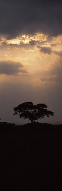 Silhouette of an Acacia tree, Serengeti National Park, Tanzania Poster Print - Item # VARPPI56711