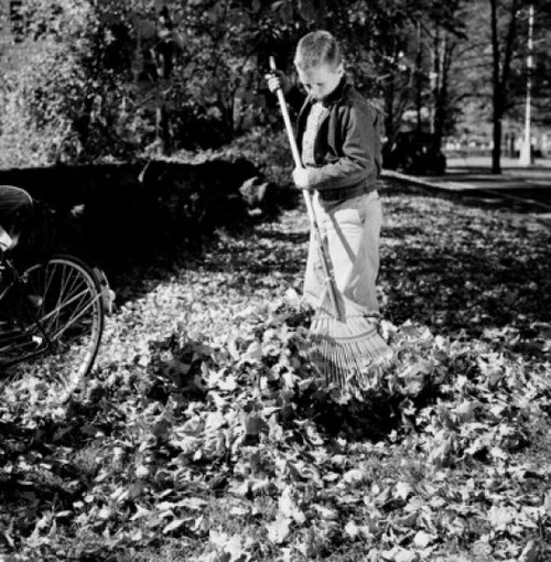 Boy with rake cleaning autumn leaves Poster Print - Item # VARSAL255416465