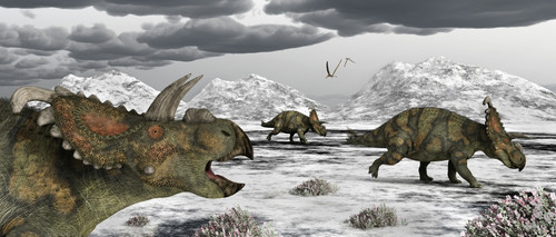 Albertaceratops during their winter migration Poster Print