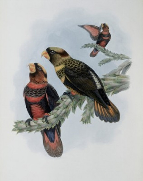 Banded Lory John Gould Poster Print
