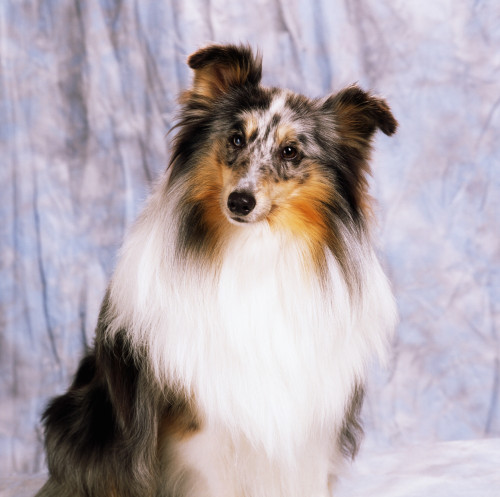 Shetland Sheepdog; Portrait Of A Dog PosterPrint - Item # VARDPI1812013
