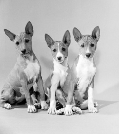 Studio shot of Basenji dogs Poster Print - Item # VARSAL255424880