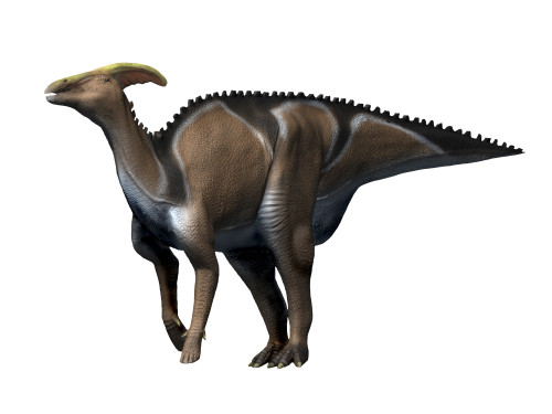 Charonosaurus dinosaur, white background Poster Print