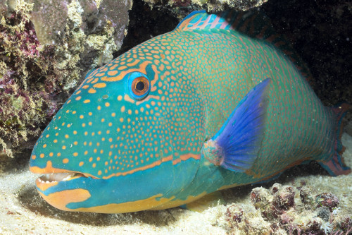 Close-Up Of Bicolor Parrotfish In Crevice On Ocean Floor, Mouth Open Slightly, (Cetoscarus Bicolor) PosterPrint - Item # VARDPI2003322