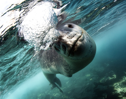 Facial view of a leopard seal during a close encounter, Astrolabe Island, Antarctica Poster Print - Item # VARPSTSJN400600U