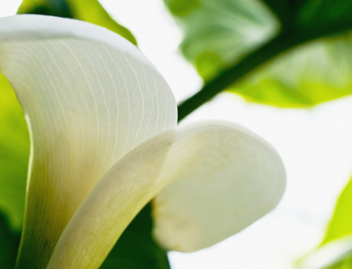 Calla Lily, Extreme Close-Up Of Large White Petal, View From Below. PosterPrint - Item # VARDPI1975445