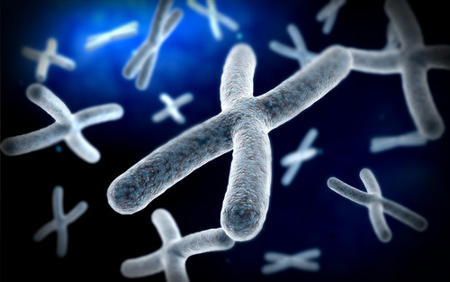 Microscopic view of chromosome Poster Print - Item # VARPSTSTK700047H