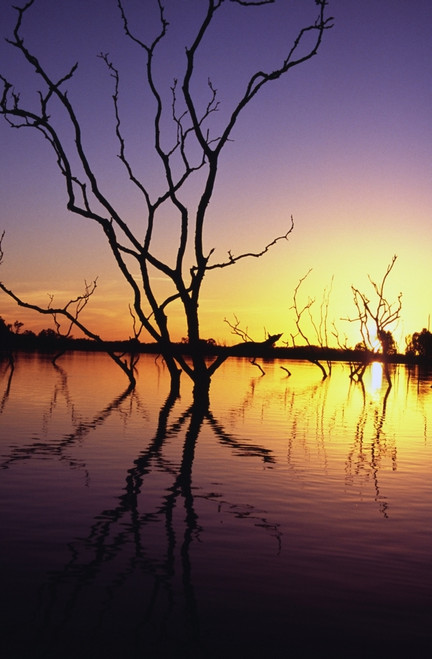 Silhouetted Trees In Lake Bennet At Sunset PosterPrint - Item # VARDPI1878393
